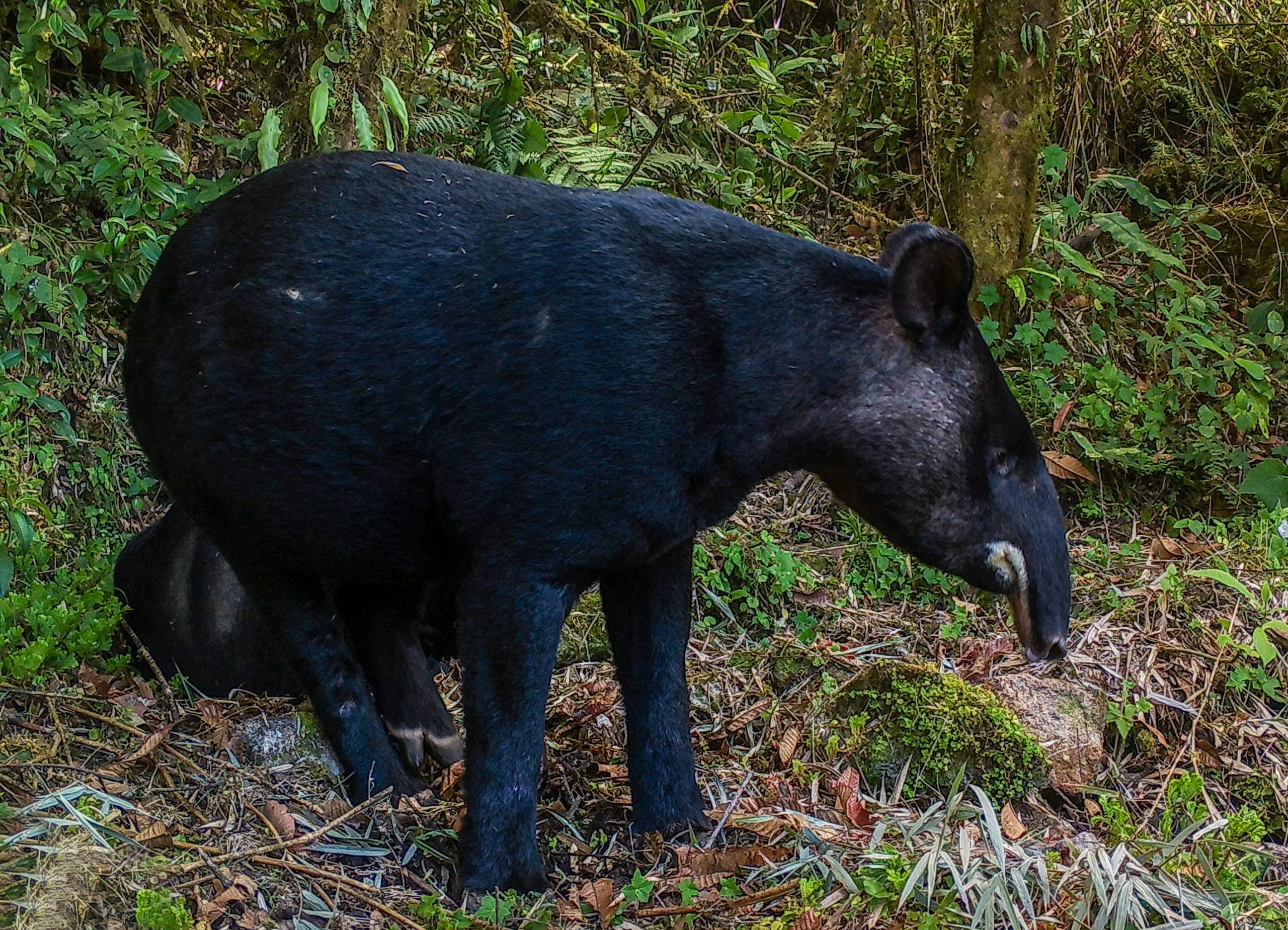 Tapir andino
